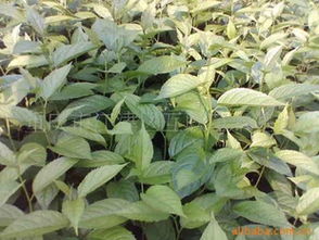 探索優(yōu)良品種杜仲苗的供應(yīng)世界 聚焦重慶市江津區(qū)互聯(lián)苗木基地