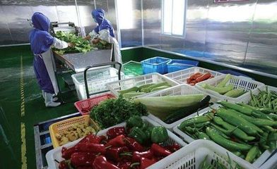 苗木之美 綠色生命的起點(diǎn)